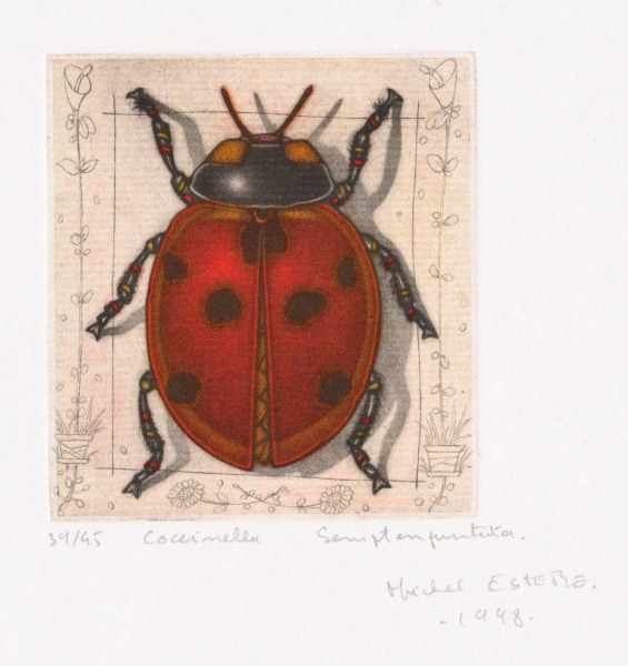 Coccinella (Ladybug)