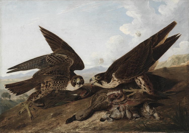 Peregrine Falcons (Duck Hawks)