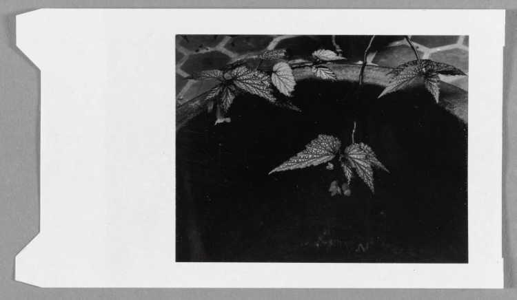 Untitled (Leaves in sink with tile counter)