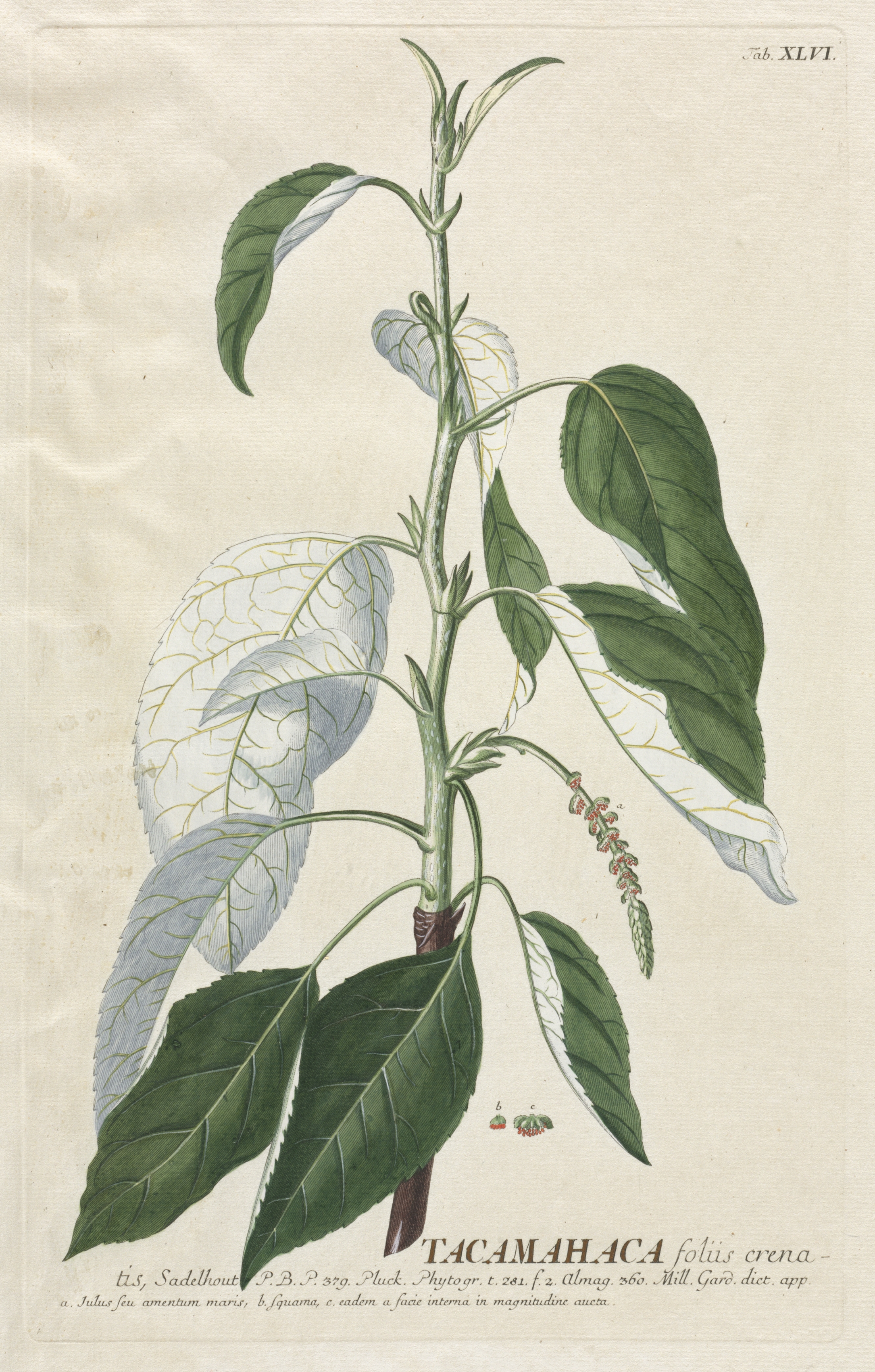 Plantae Selectae:  No. 46 - Tacamahaca