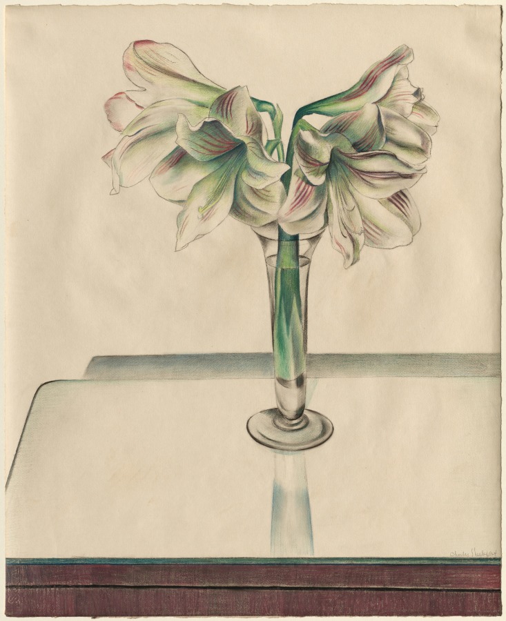 Amaryllis, Charles Sheeler, 1924