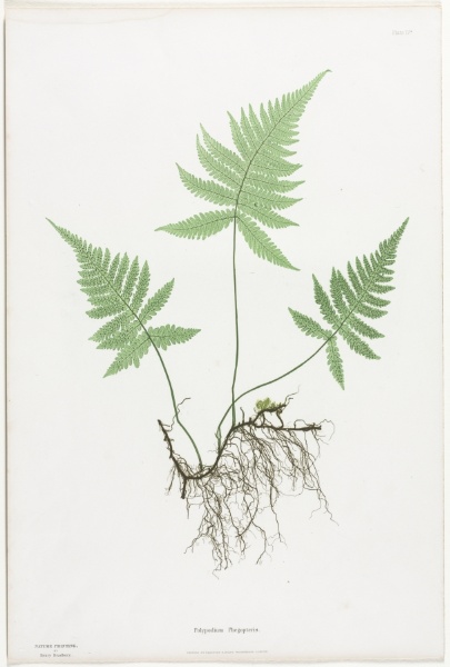 Ferns of Great Britain and Ireland:  Polypodium Phegopteris
