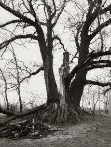Violet Romer as Psyche, III America, 20th century | Cleveland Museum of Art