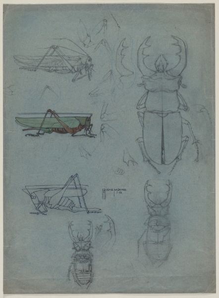 Studies of Stag Beetles and Grasshoppers