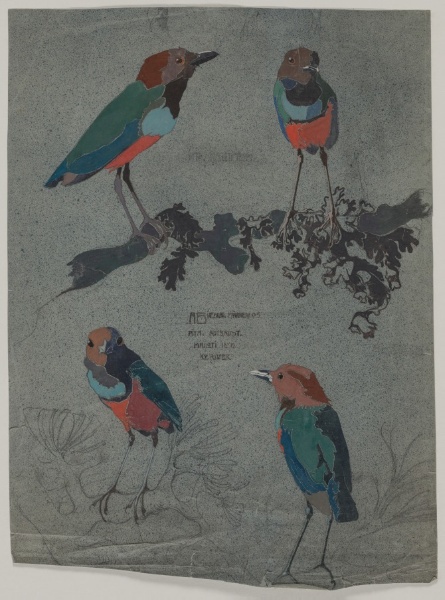 Studies of Birds (Pitta Blue-breast, also known as Pitta Red-breast