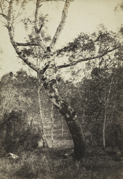 Study of a Birch Tree, Barbizon