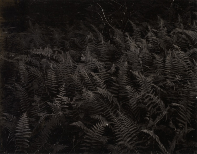 Untitled (Ferns)