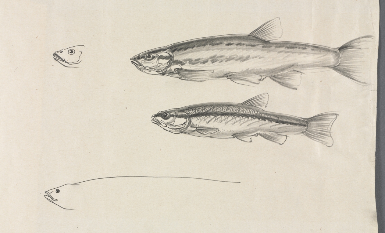 Study for "Black Bass and Minnows", Paul B. Travis, 1925