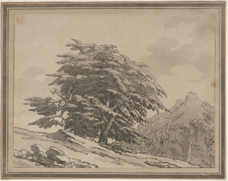 Delineations of the General Character Ramifications and Foliage of Forest Trees: Cedar