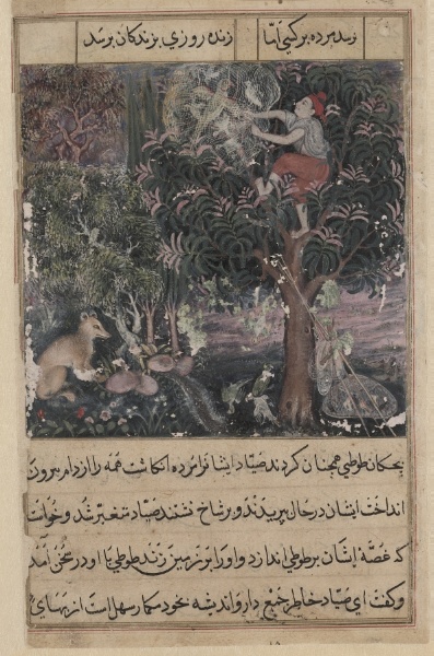 The hunter throws away the baby parrots, who pretend to be dead, and captures the mother, from a Tuti-nama (Tales of a Parrot): Fifth Night