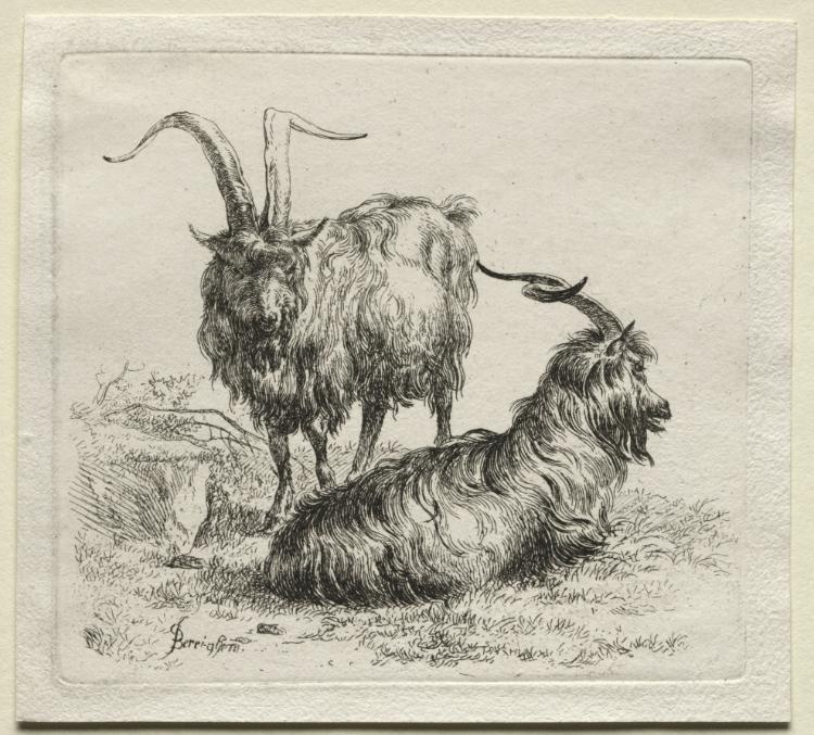 Animalia: Two Goats