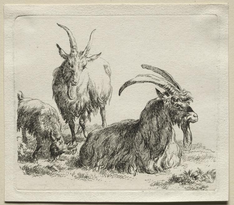 Animalia: Three Goats