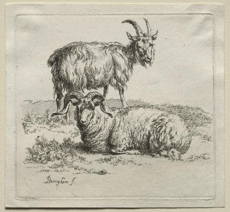 Animalia: Ram and Goat