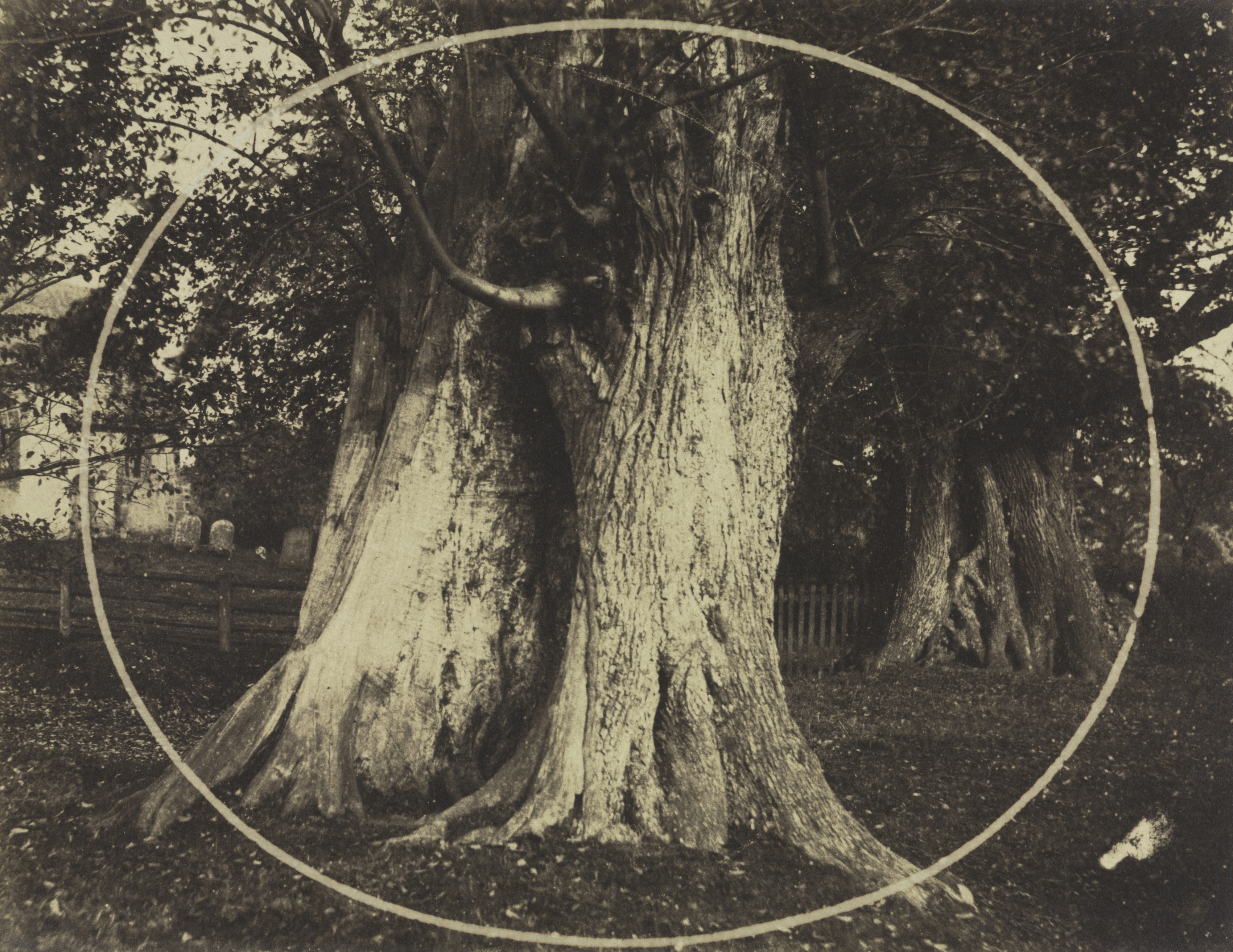 Oak Trees in a Graveyard