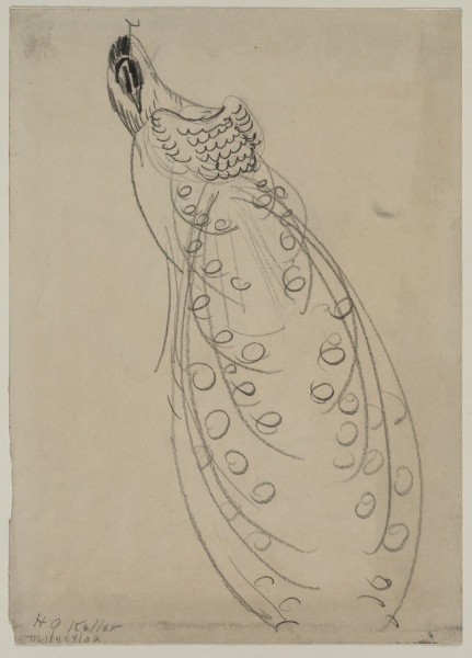 Sketch of a Peacock (recto)