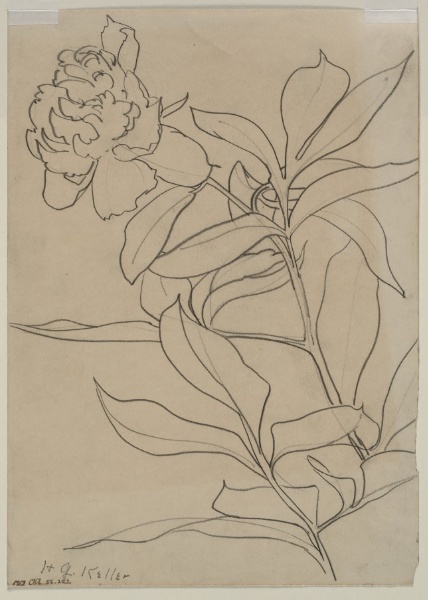 Sketch of a Flower (verso)