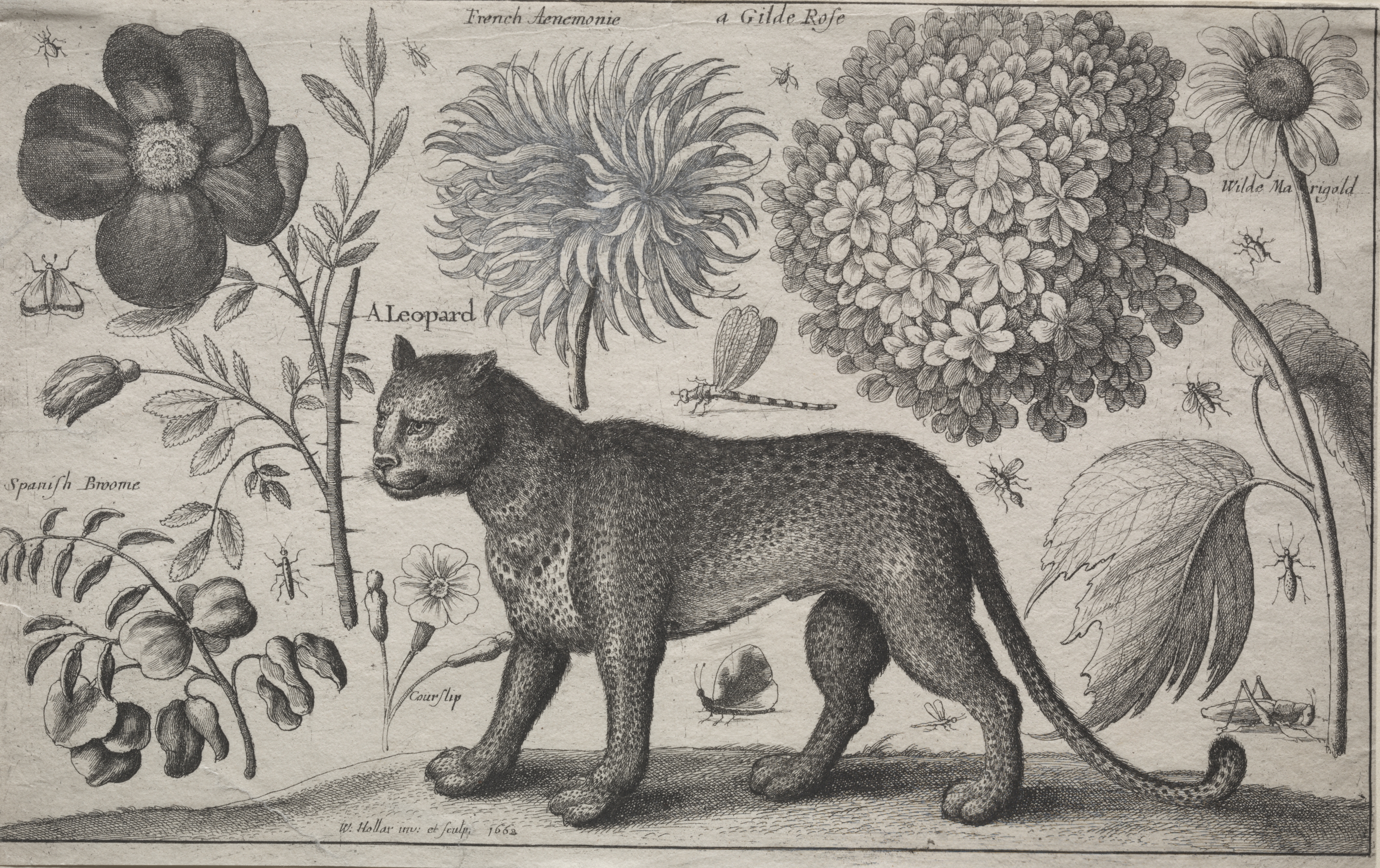 Animals and Plants:  Leopard with Plants and Insects