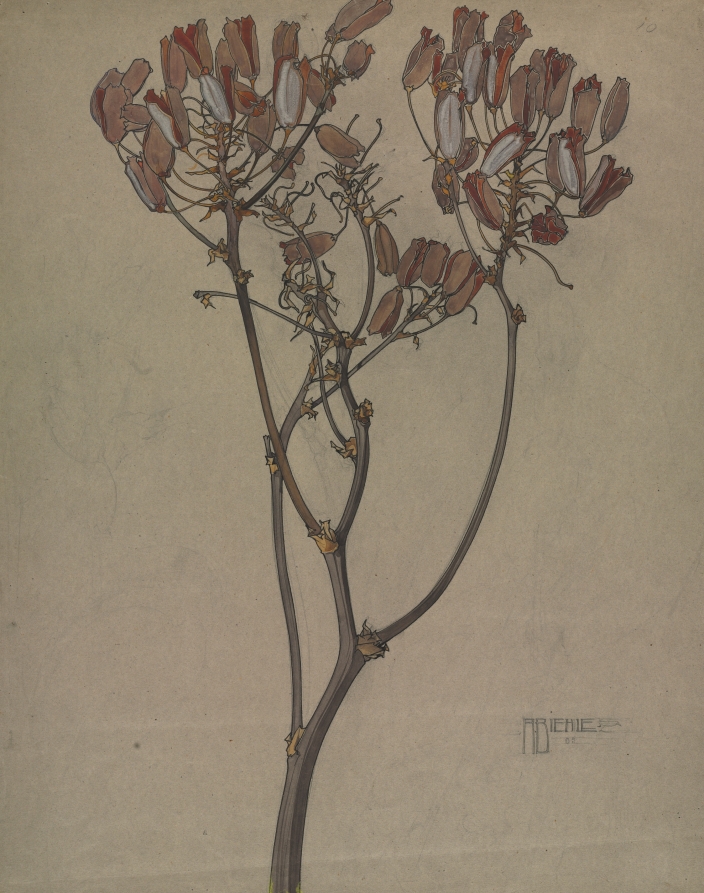 Plant Study, August Biehle, Jr., 1905
