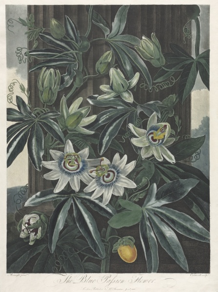 The Temple of Flora, or Garden of Nature:  The Blue Passion Flower