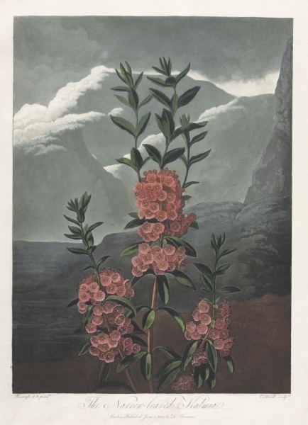 The Temple of Flora, or Garden of Nature:  The Narrow-leaved Kalmia