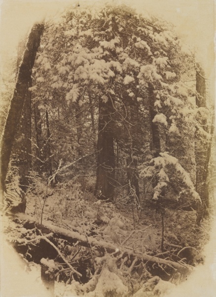 Untitled (Woods in Snow)