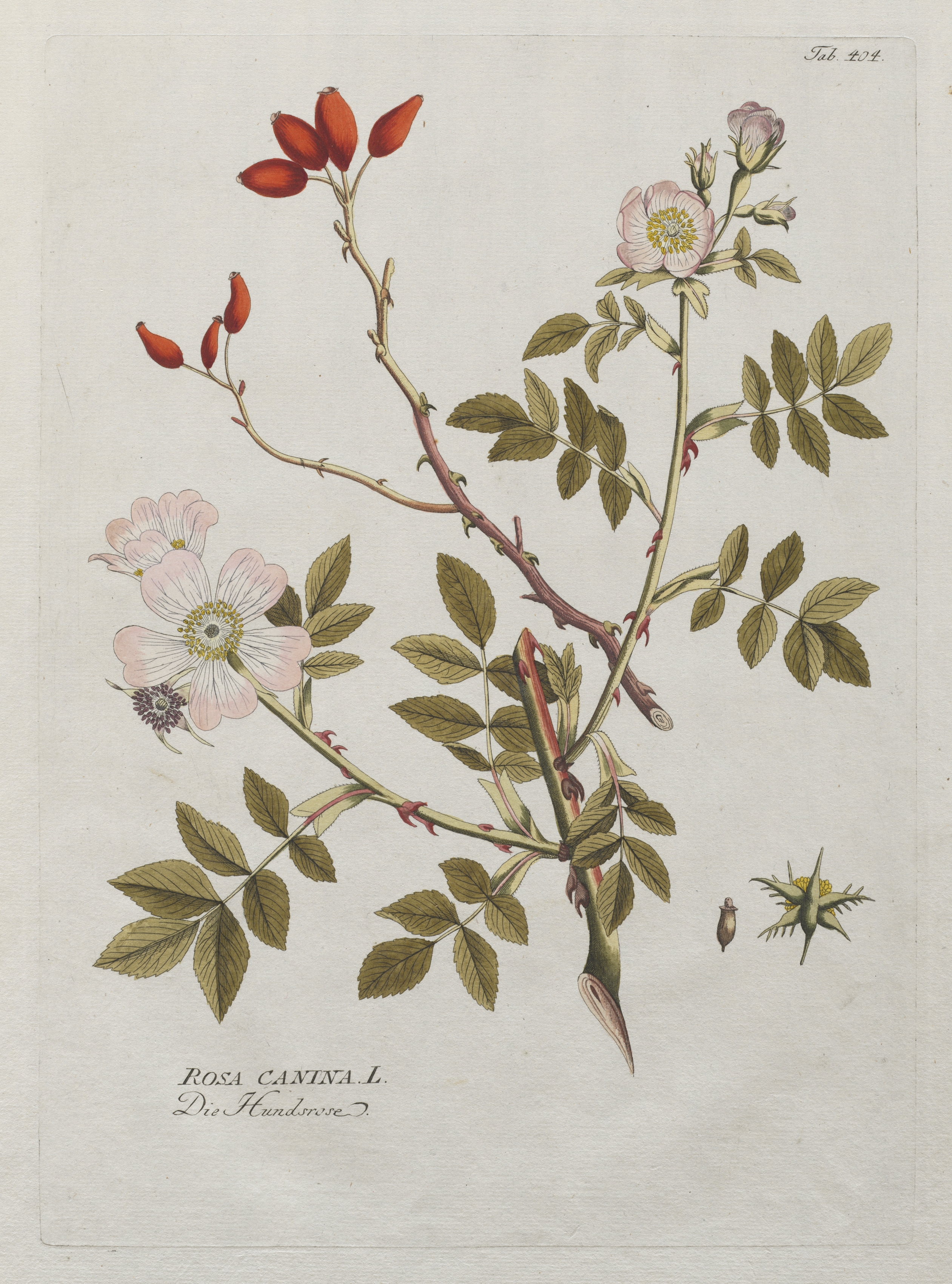 Icones Plantarum Medicinalium:  Dog Rose