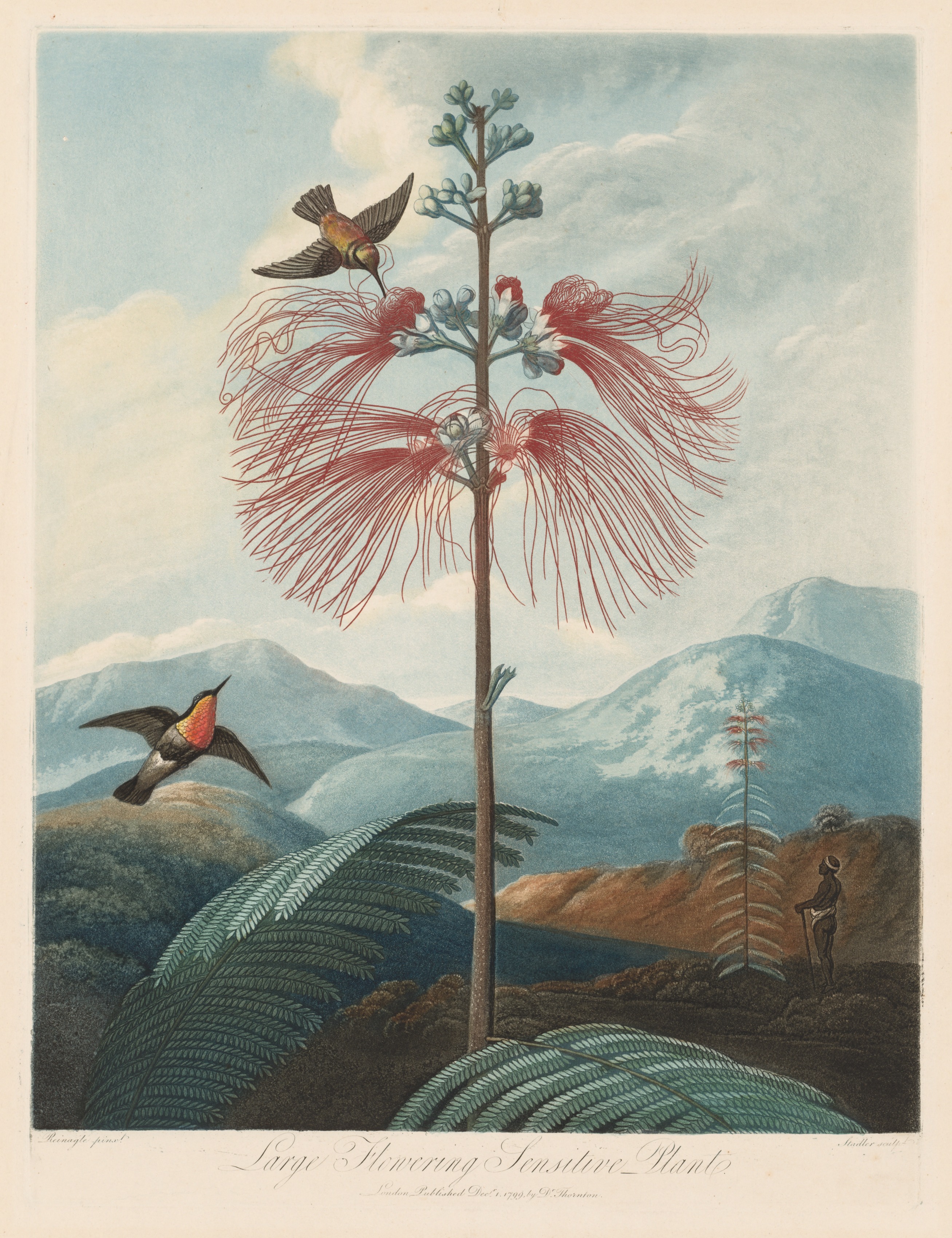 The Temple of Flora, or Garden of Nature:  Large Flowering Sensitive Plant
