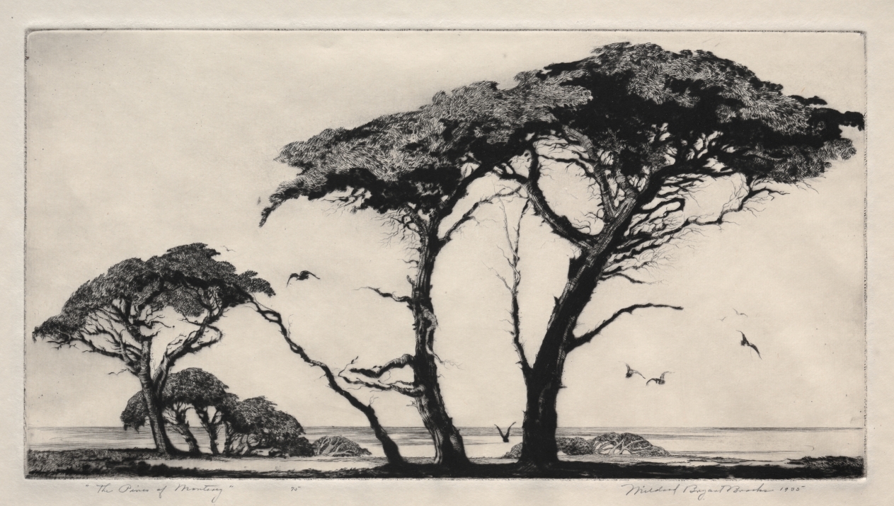 The Pines of Monterey
