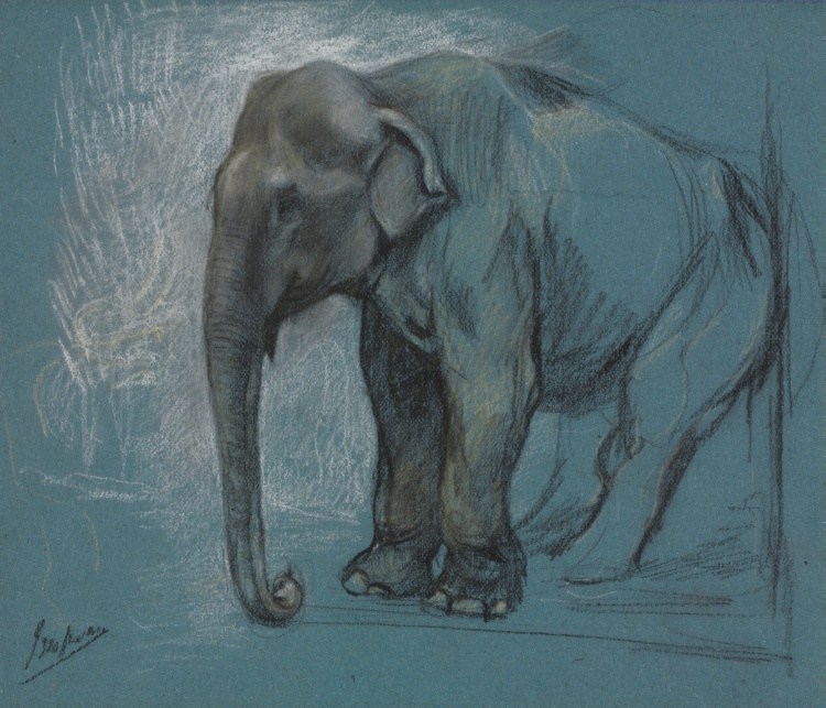 Study of an Elephant