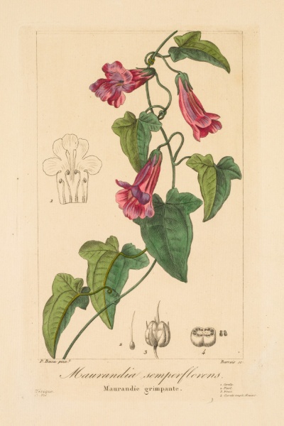 Flore des Jardiniers, Amateurs et Manufacturiers:  Maurandia semperflorens