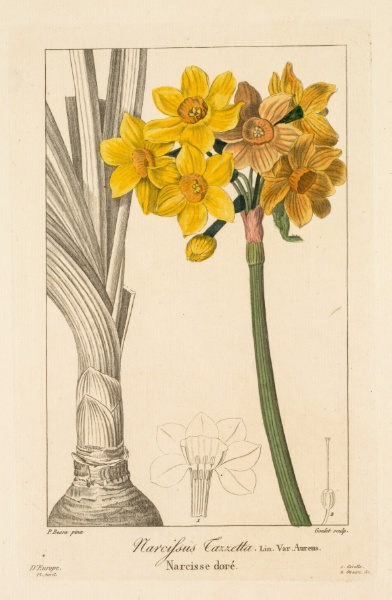 Flore des Jardiniers,  Amateurs et Manufacturiers:  Polyanthus or Cluster Narcissus