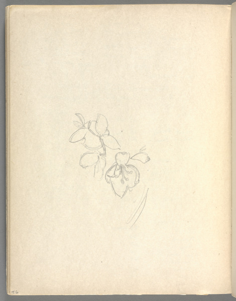 Sketchbook No. 6, page 186: Pencil sketch of flowers
