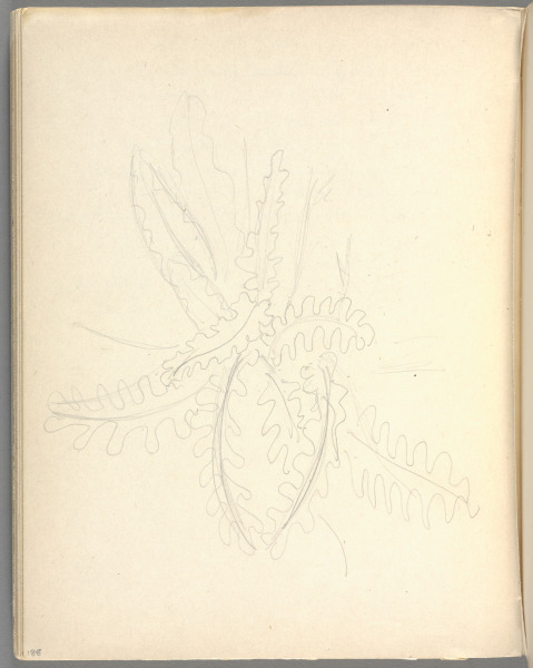 Sketchbook No. 6, page 188: Pencil sketch of leafy plant