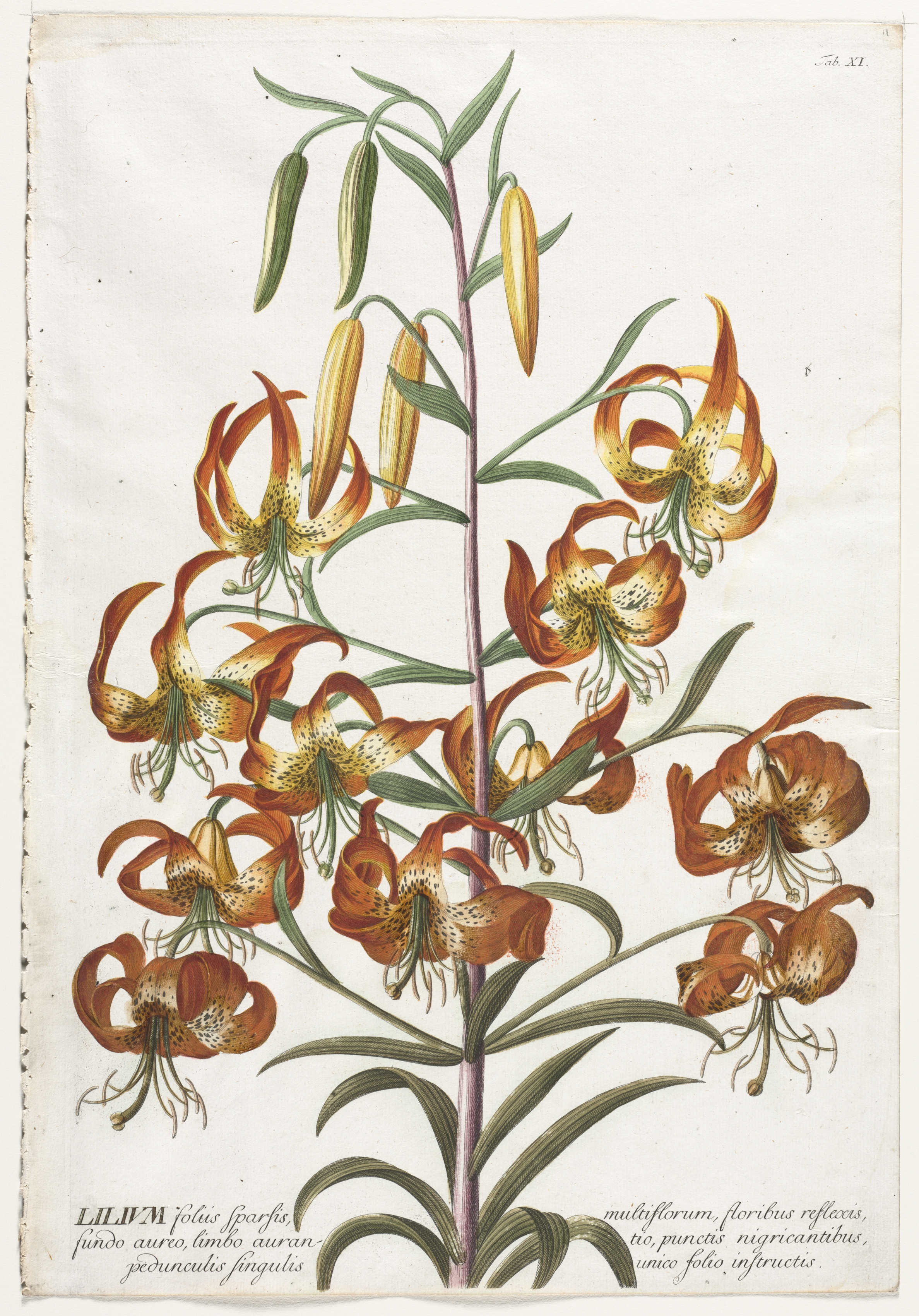 Plantae Selectae:  No. 11 - Lily