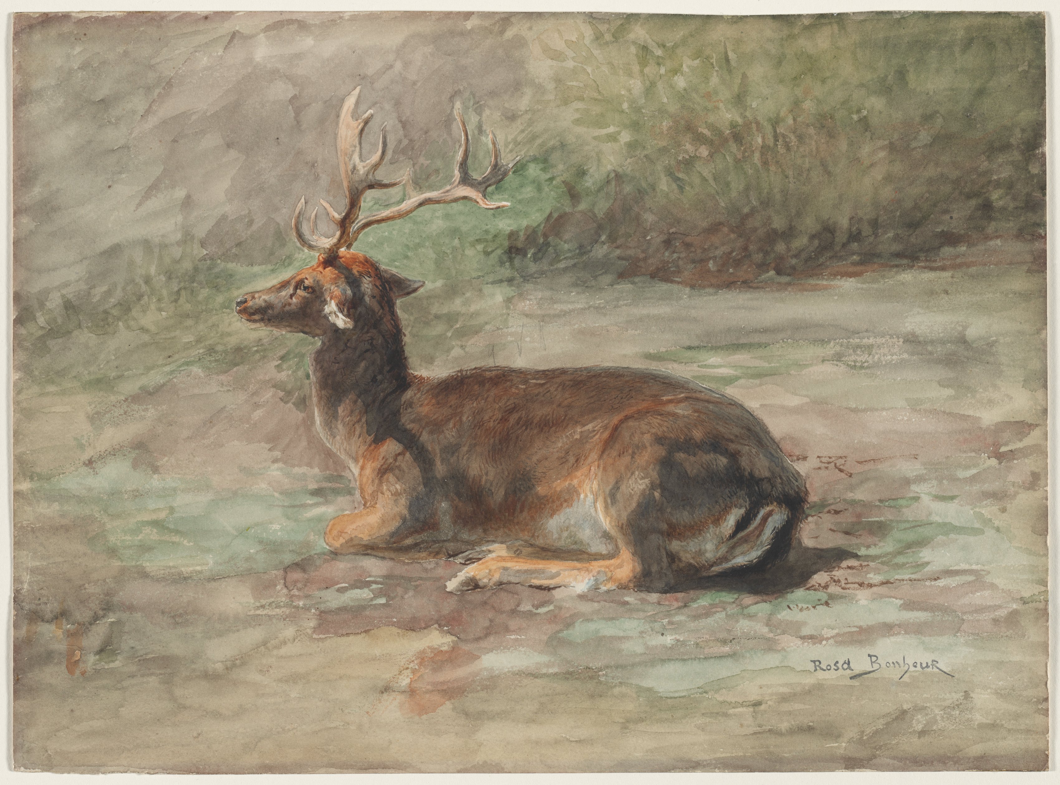 Stag Lying Down