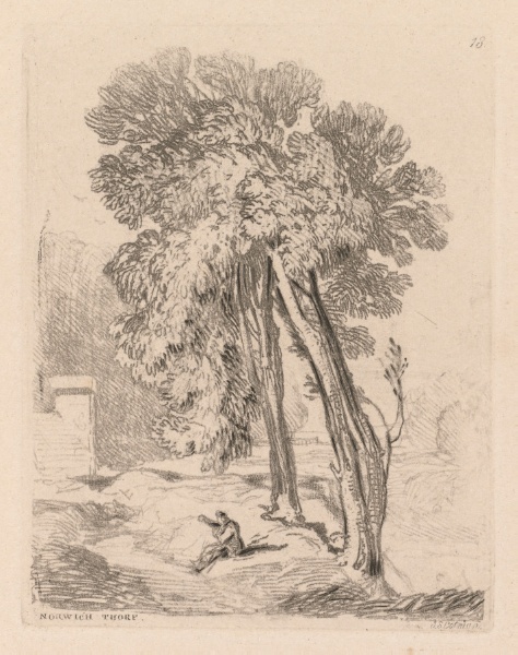 Liber Studiorum: Plate 18, Trees at Norwich Thorp, Norfolk
