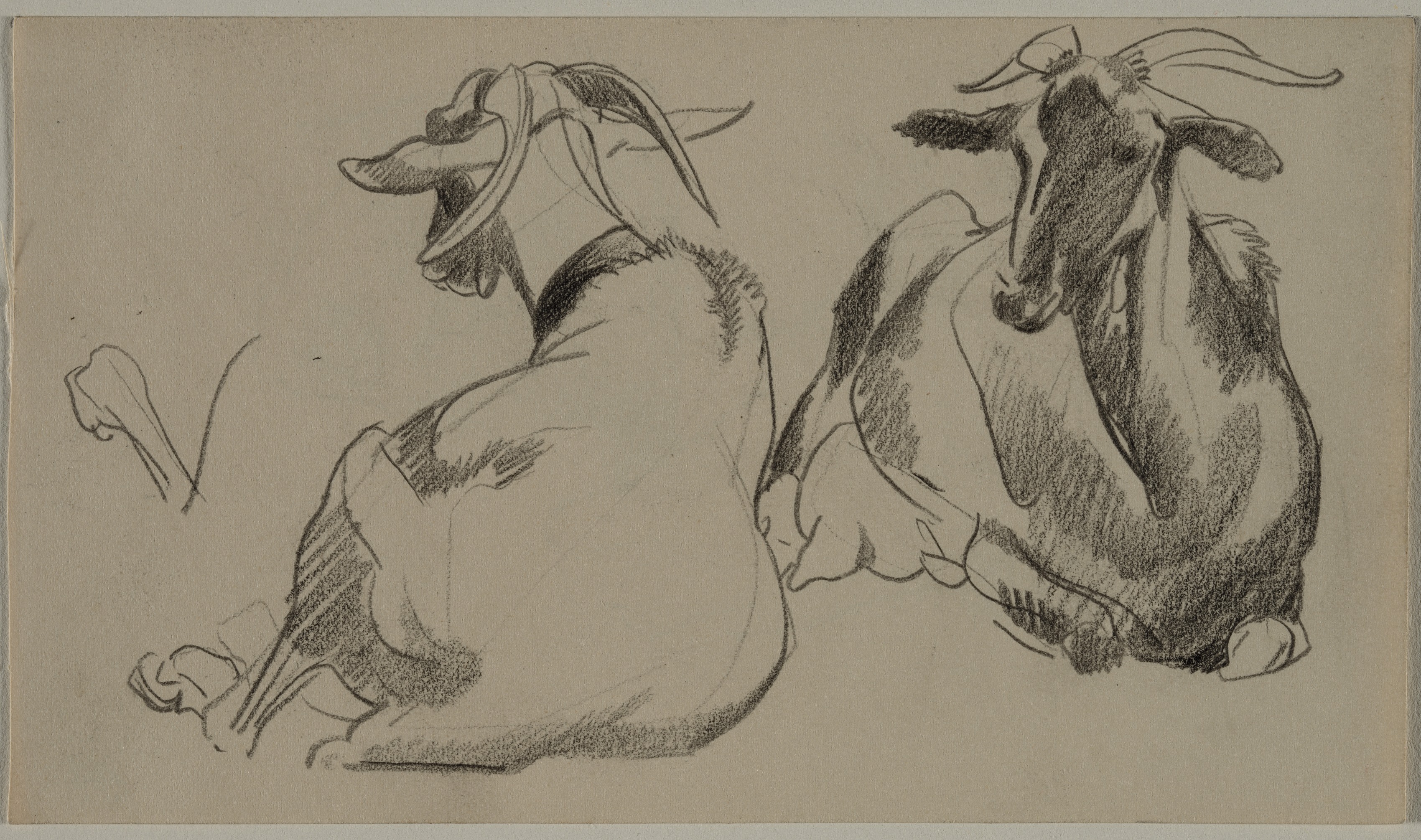 Sketch of Two Goats (recto)