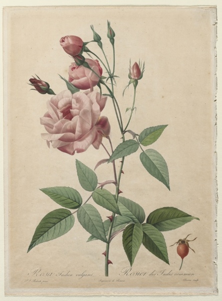 The Roses: China or Bengal Rose