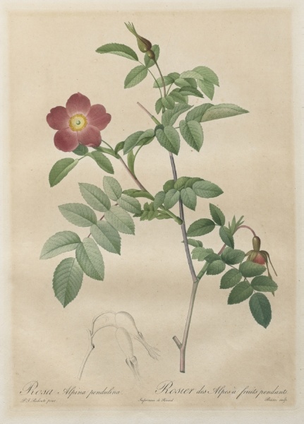 Les Roses:  Rosa alpina pendulina
