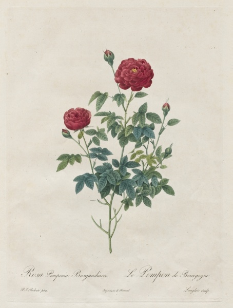 Pompon Rose