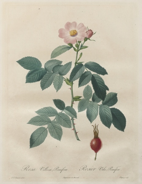 Les Roses:  Rosa villosa, pomifera