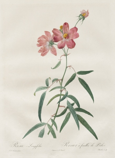 Les Roses:  Rosa Longifolia