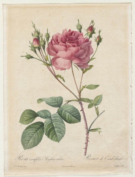 Rosa Centifolia Anglica Rubra