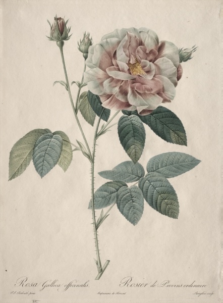 Les Roses:  Rosa Gallica