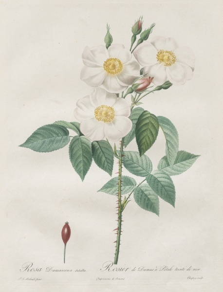 Les Roses:  Rosa Damascena, subalba