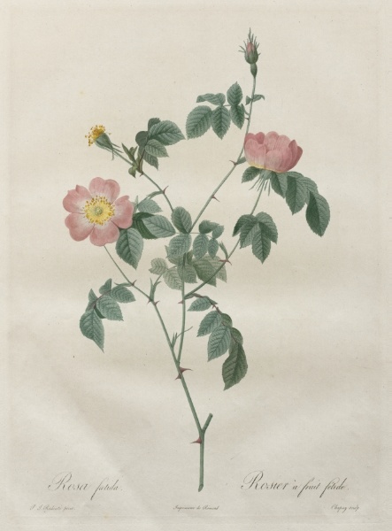 Les Roses:  Rosa indica