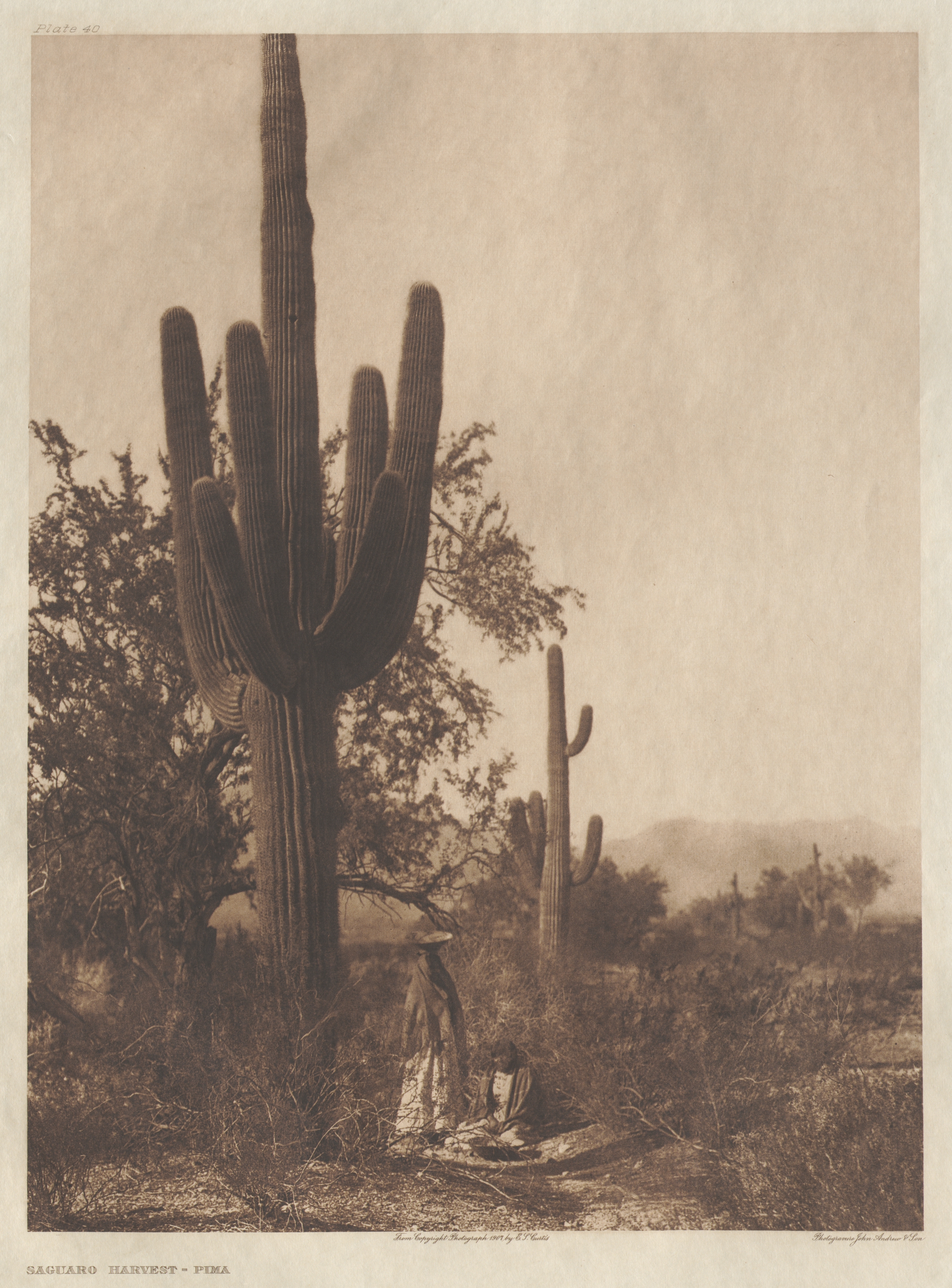 Portfolio II, Plate 40: Saguaro Harvest-Pima