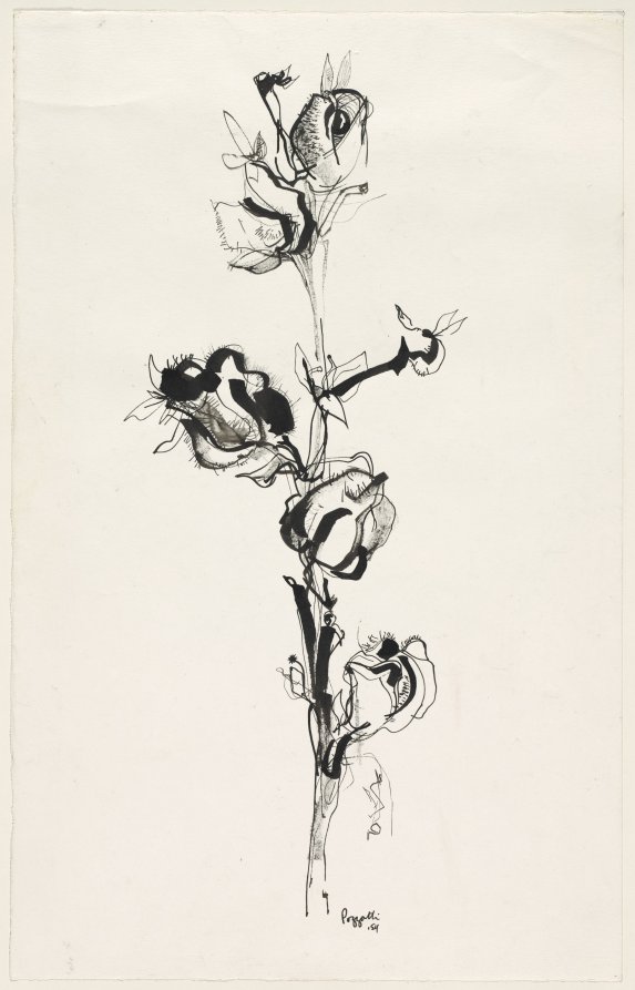 Castor Bean, Rudy O. Pozzatti, 1954