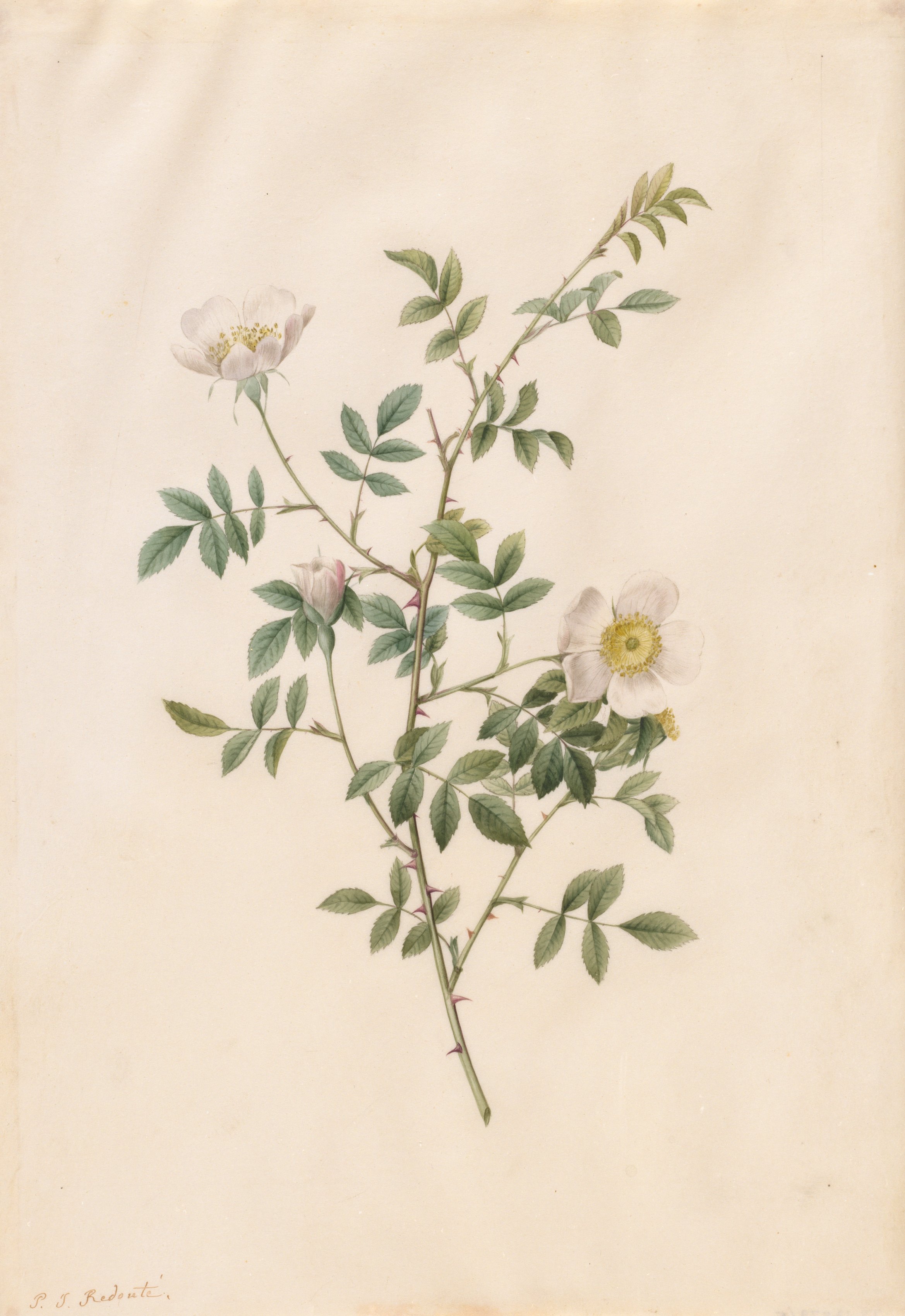 Brier Bush Rose or Dog Rose (Rosa Sepium Rosea)