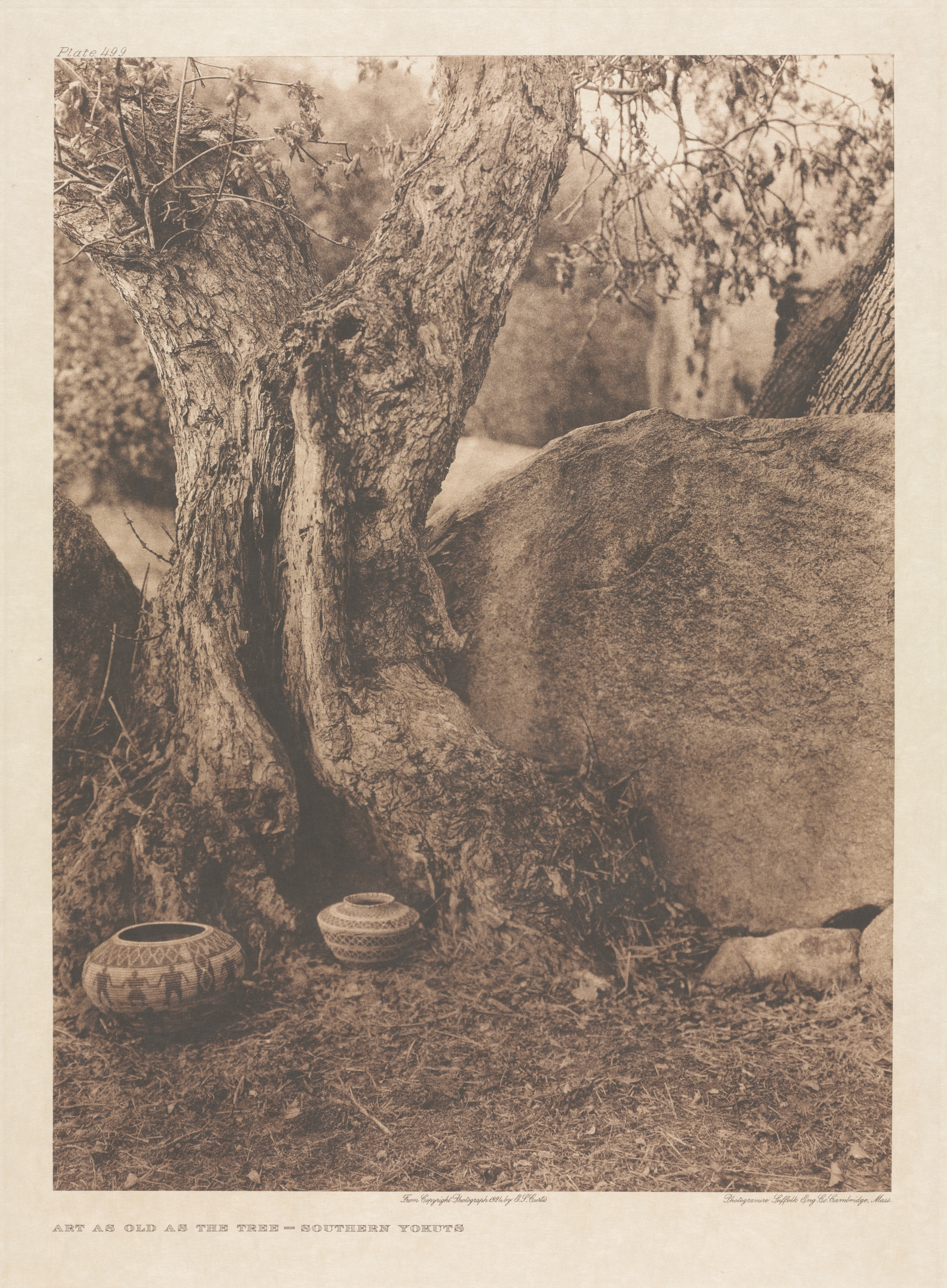 Portfolio XIV, Plate 499: Art as Old as the Tree - Southern Yokuts